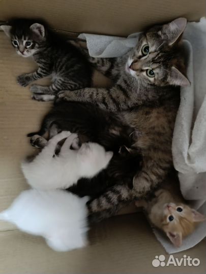 Котята