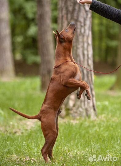 Тайский риджбек