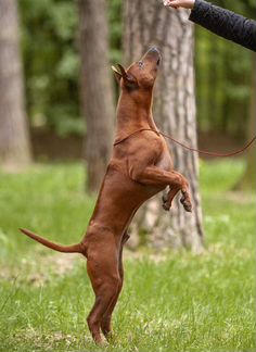 Тайский риджбек