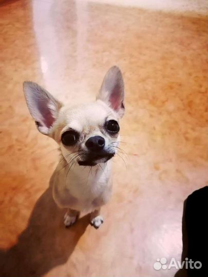 Вязка кобель чихуахуа