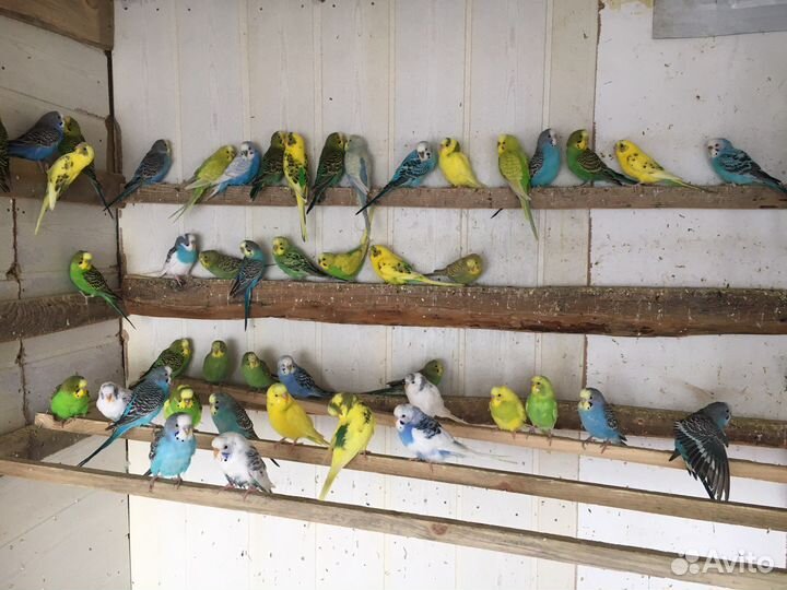 Волнистые попугаи и неразлучники