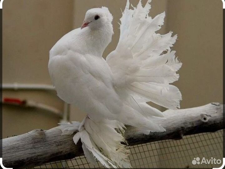 Голуби павлины
