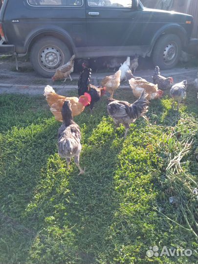 Молодые петухи