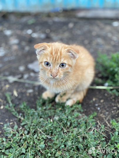Котята отдам даром