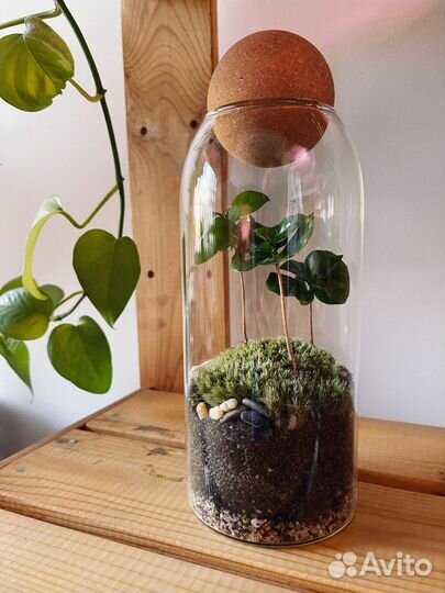 Экосистема с кофе Арабика