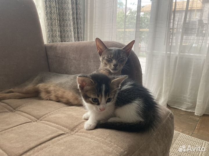 Продаю котенка полукровка (мама абессинка)