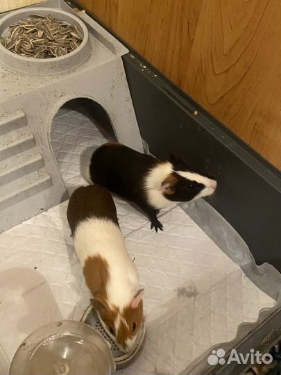 Морская свинка с клеткой