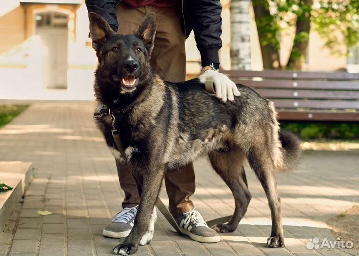 Нежный щенок 10 месяцев