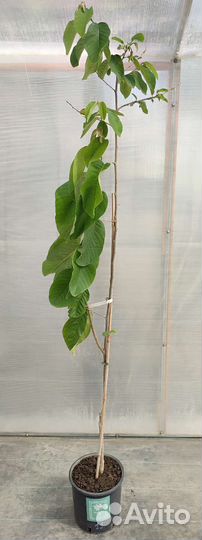 Аннона Черимойя