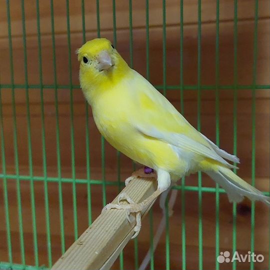 Кенара и канарейки