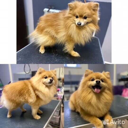 Стрижка собак у стажёра