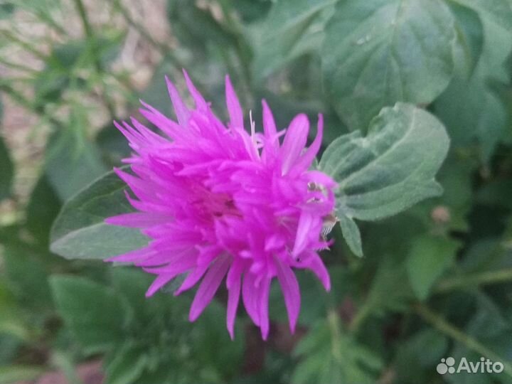 Мята мелисса