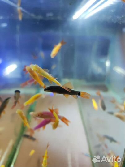 Лабео в ассортименте Аквариумные рыбки магазин