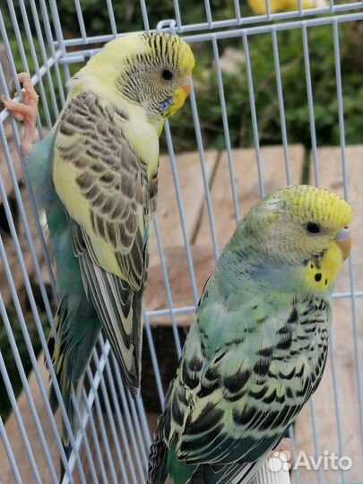 Волнистый попугай