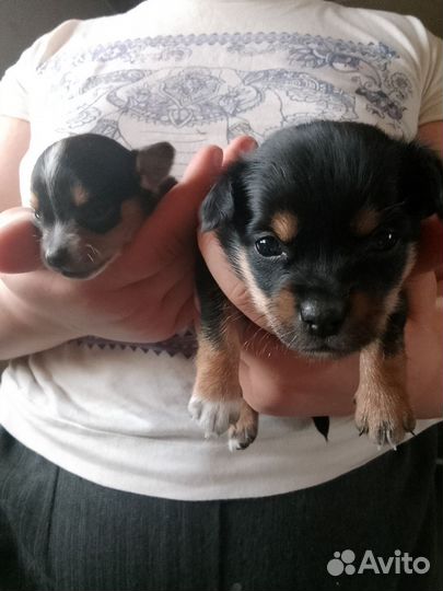 Мини той-терьер