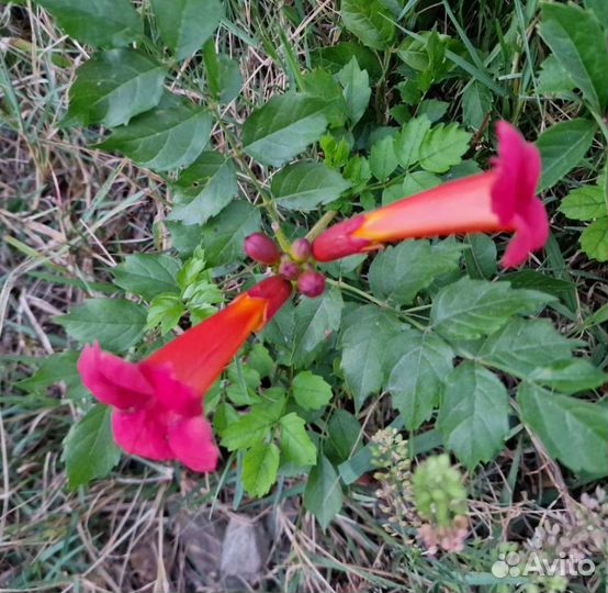 Саженцы Мимоза,кассия,сесбания,кампсис,глициния