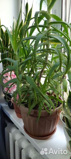 Алоэ столетник