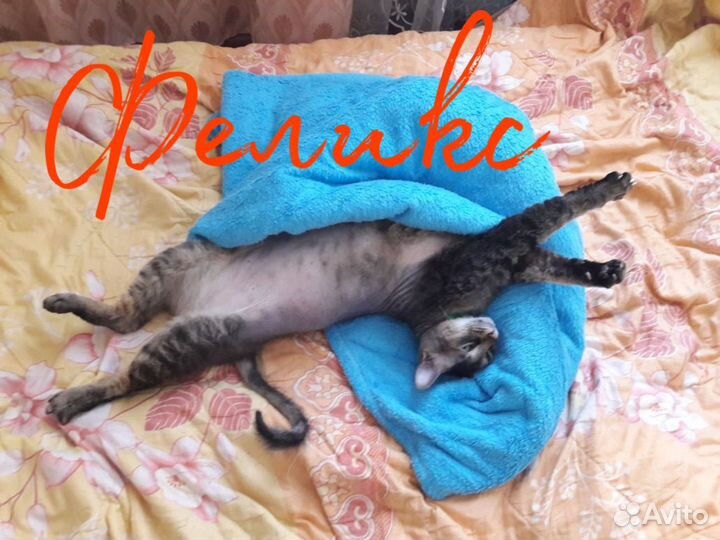 Зоогостиница для животных