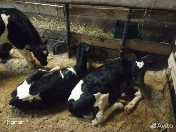 Телята Бычки