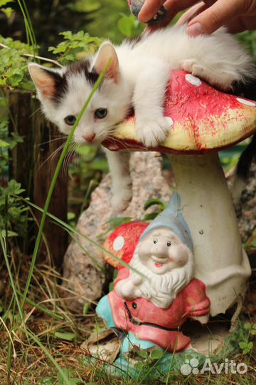 Котенок 1.5 месяца