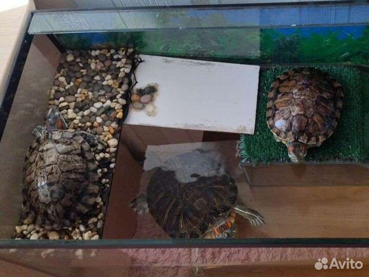 Черепашки с террариумом