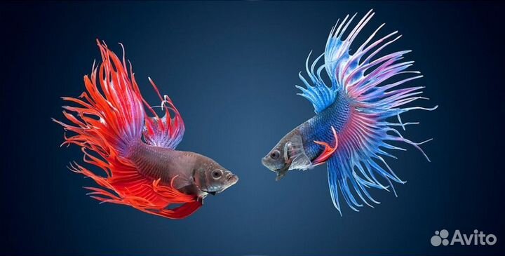 Аквариумная рыбка петушок 8 видов Новый завоз