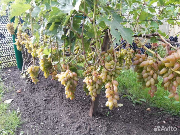 Тимур розовый, саженец