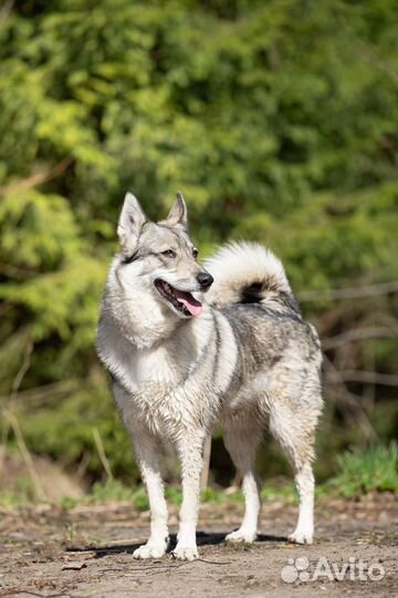 Лайка в дар