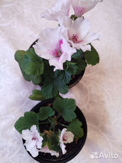 Герань пеларгония королевская