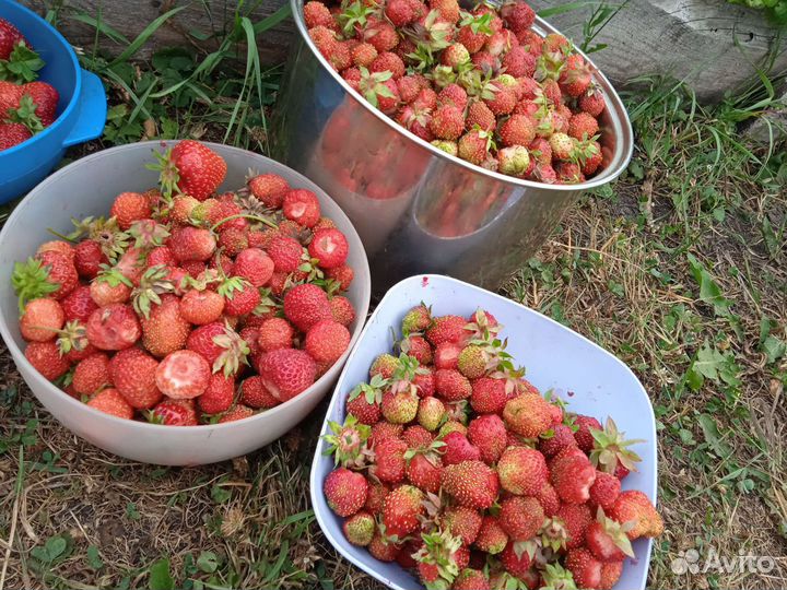 Разные саженцы