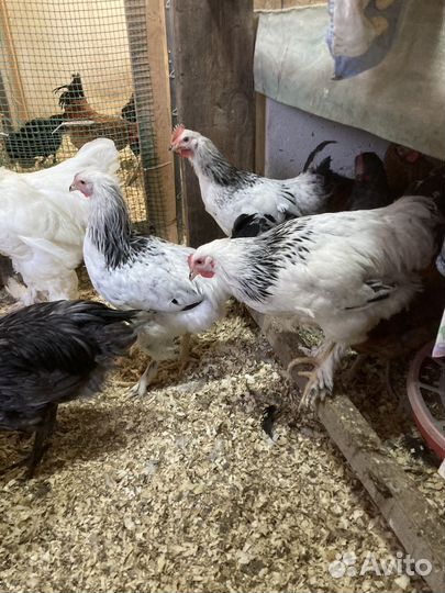 Инкубационное яйцо породистых кур