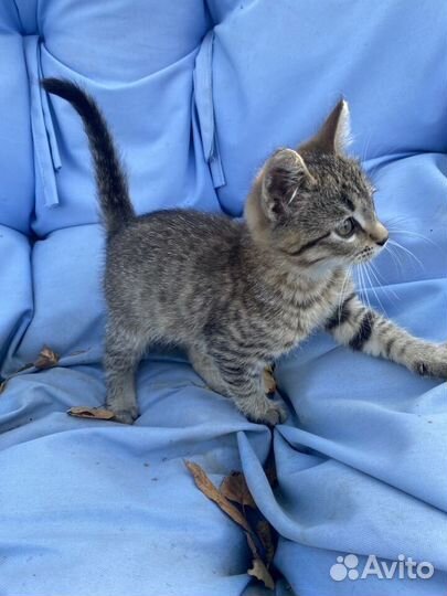 Котенок в добрые руки