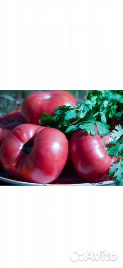 Семена коллекционного томата Юсуповский Узбекский