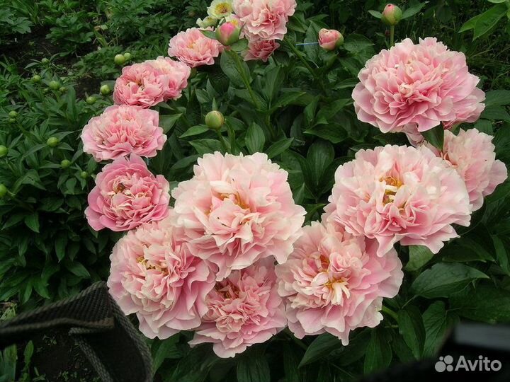 Пионы -корневища для осенней посадки