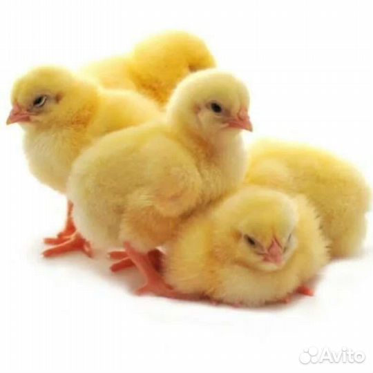 Цыплята бройлеры сут, индюшата биг 6