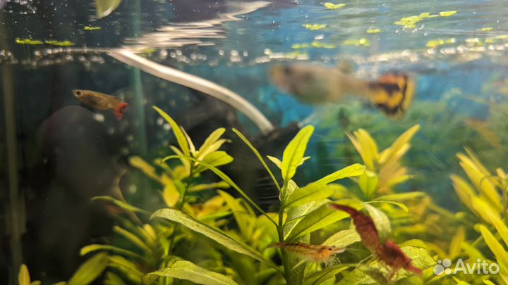 Молинезии, гуппи, креветки