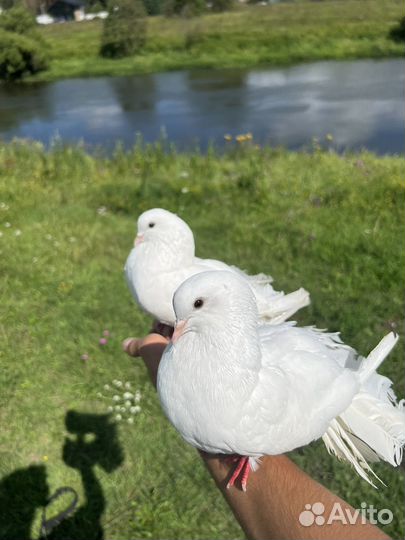 Голуби Павлины Свадебные