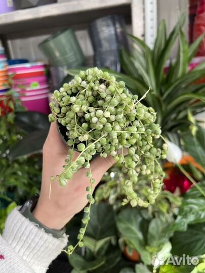 Крестовник Роули вариегатный