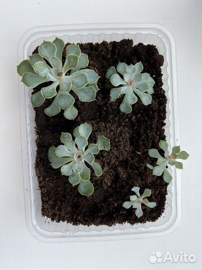 Суккуленты