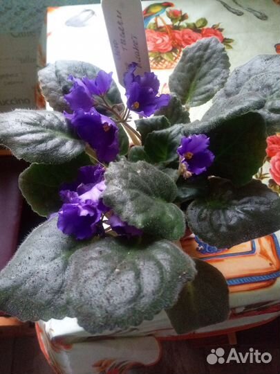 Цветущие фиалки