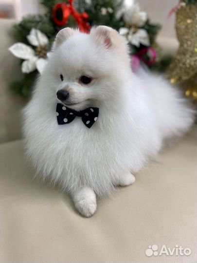 Немецкий шпиц вязка