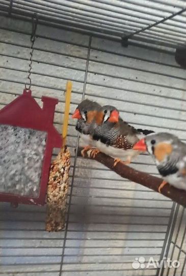 Зебровые амадины