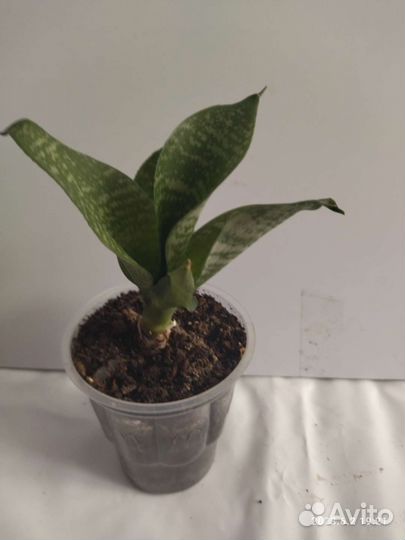 Сансевиерия Фанни(миниатюрный цветок)