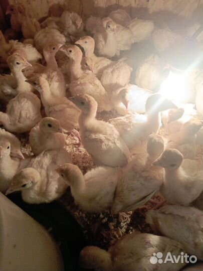 Индюшата Биг 6 и конвектор