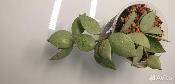 Хойя лакуноза супер эскимо