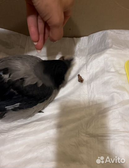 Птенец ворона