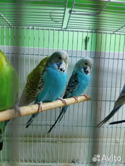 Выставочные попугаи получехи
