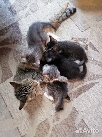 Отдам котят в добрые руки