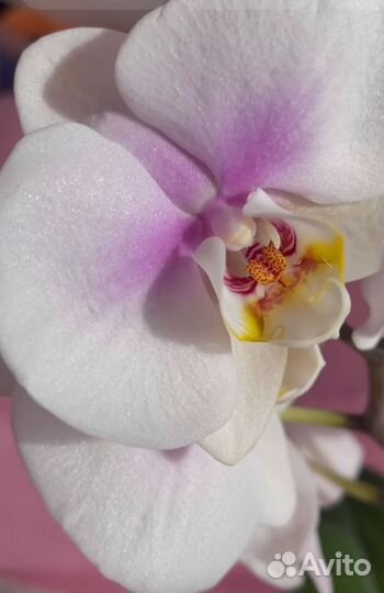 Орхидея фаленопсис детки