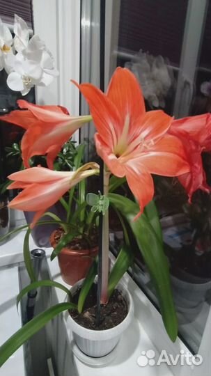 Продам деток гиппеаструма